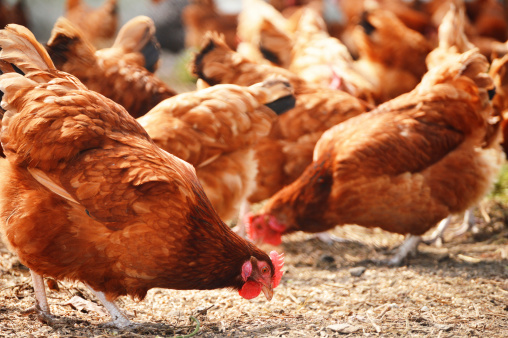 chickens-186433530