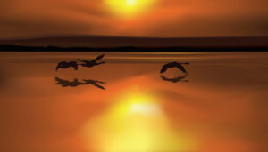 birds-over-sunrise