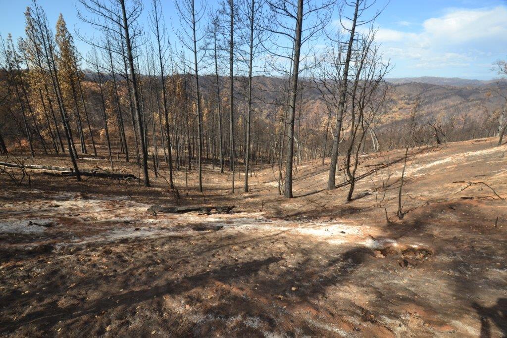 Butte fire