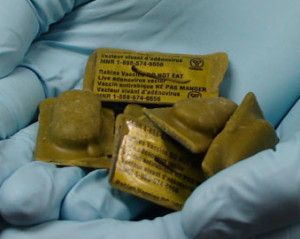 rabies_vaccine_baits