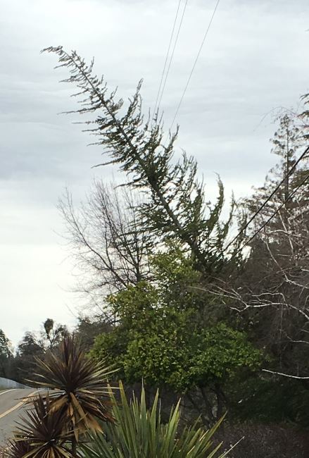 Tree falls onto wires during inspection