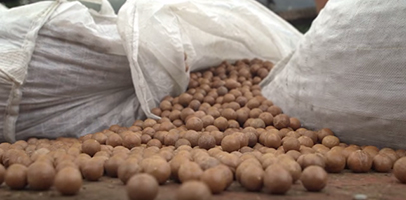 Mac nuts from Mahina Mele Farm
