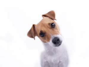 Are SOME Dogs Allowed?