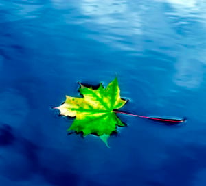 Autumn maple leaf on the water