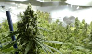 Marijuana Dispensary