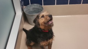 A dog from a local animal shelter at last year's event. Photo courtesy of the Austin Bar Association.