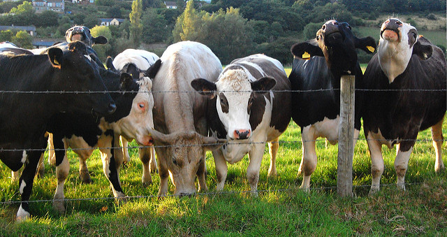 Cows 2