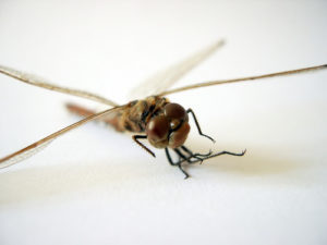 Federal Guidance for Employers and Workers on Exposure to Zika Virus