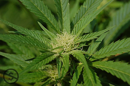 cannibis