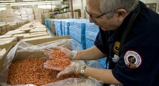 fdashrimpinspection-iphone