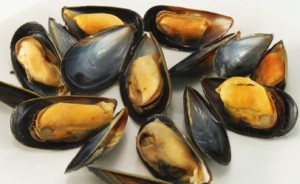 musselsDSP-406