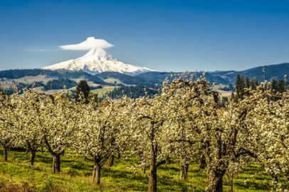 Apple orchard in Oregon