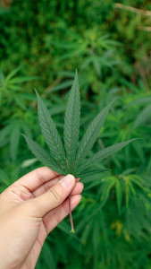 Cannabis leaf