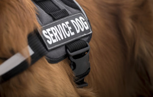 Service dog