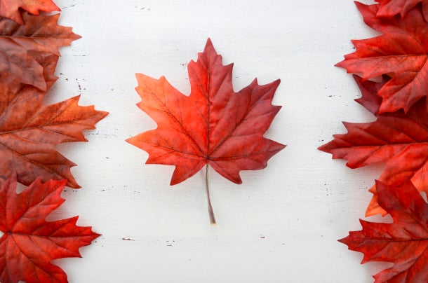 Happy Canada Day red silk leaves in shape of Canadian Flag on white shabby chic wood table.