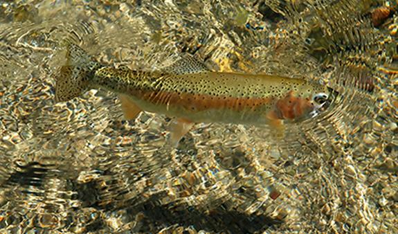 Steelhead Trout