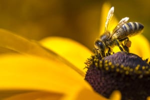 bee