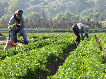 Produce harvest