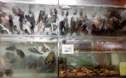 Fish tanks at the Asian Food Center in Bellevue, WA.