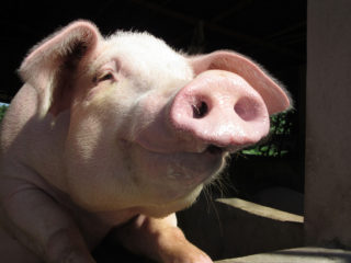 Smiling Pig