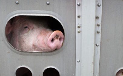 pig or hog or swine in truck