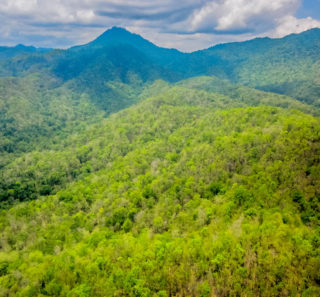 aerial view of forest