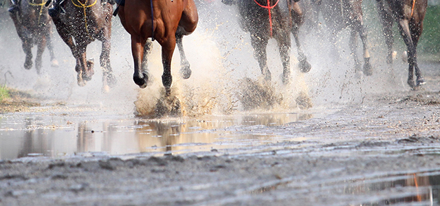 Horse Running