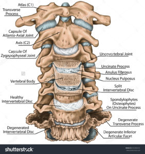 spine anatomy 2