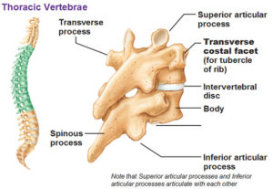 thoracic-vertebrae-superior-articular-proceess-transverse-costal-facet