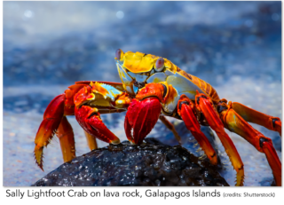 Sally_crab_label