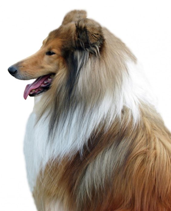 rough collie