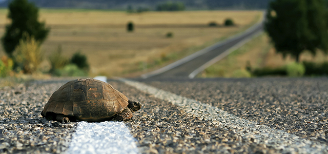 Turtle on the road