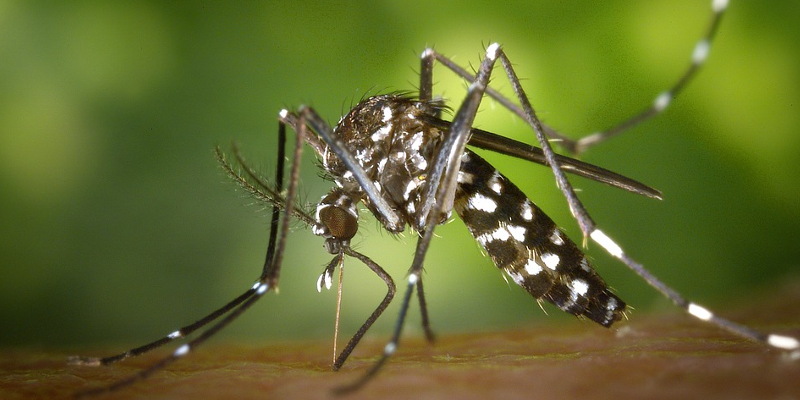 zika