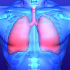 lungs