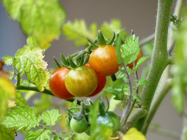 ripeness