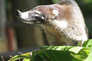 coati2B3.jpg