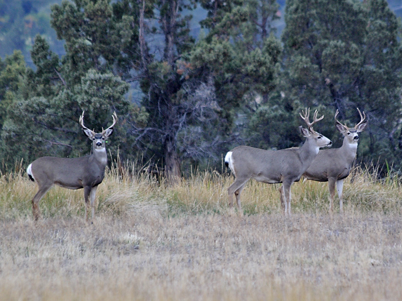 Mule Deer in Deschutes County, Oregon.