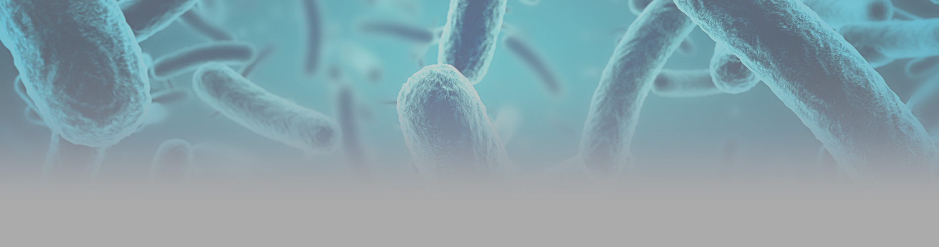 Legionella bacteria