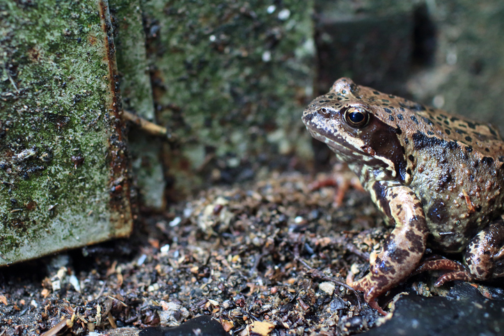 inconspicuous motley spotted frog in the wild