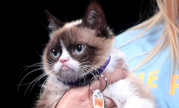 Grumpy-Cat