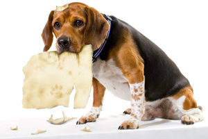 Naughty dog