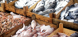 seafood
