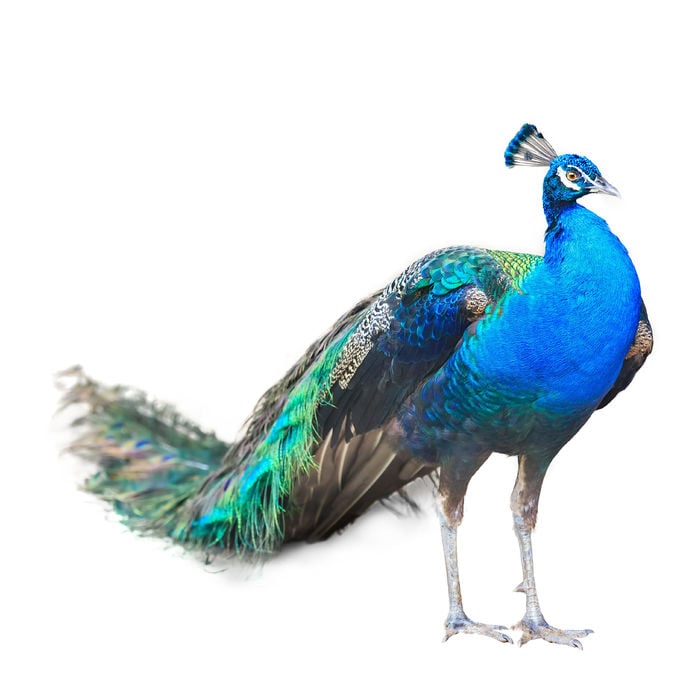 peacock