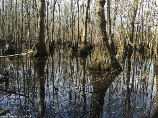 Tupelo-Cypress_Swamp