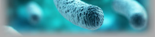 Legionnaires' disease bacteria