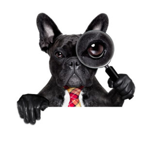 French bulldog with magnifying glass