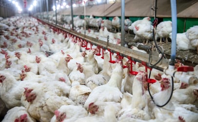 http-foodsafetynewsfullservice-marlersites-com-files-2017-02-cage-free-chickens-overcrowded-jpg