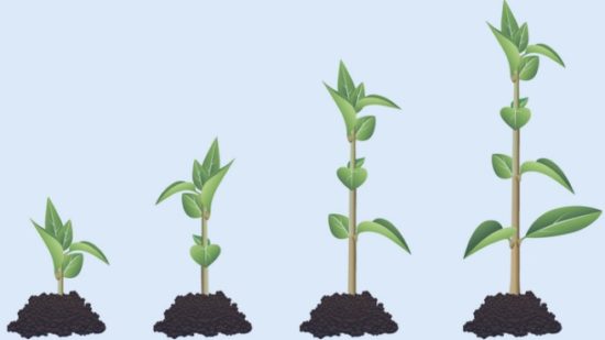 five-stage-diagram-showing-plant-growth-sequence-vector-id469192723
