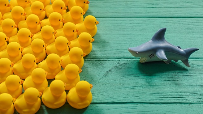 large-number-of-yellow-rubber-ducks-on-an-old-turquoise-wooden-table-picture-id694292270