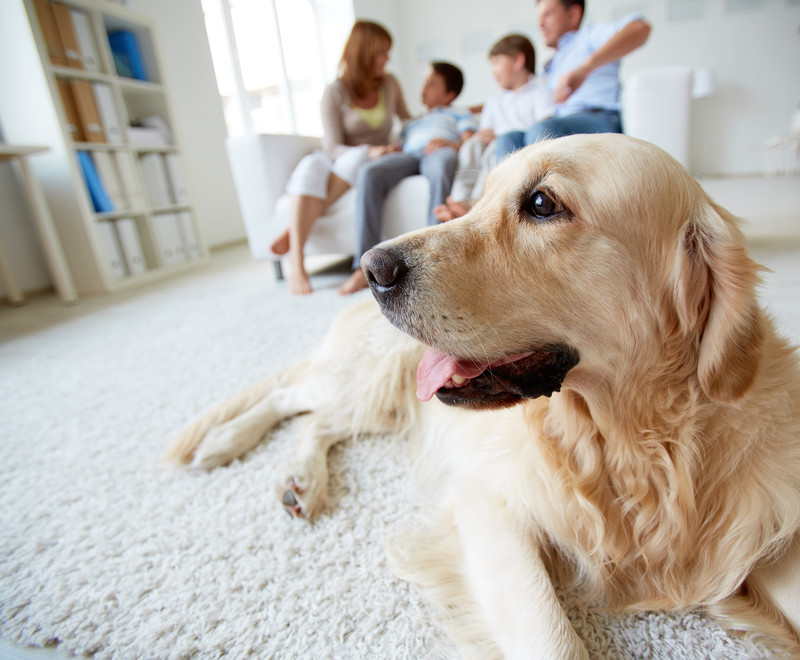 2018-05-24-Pet-Law.jpg